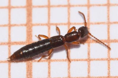 <i>Lathrobium longulum</i>