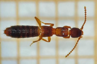 <i>Lathrobium longulum</i>