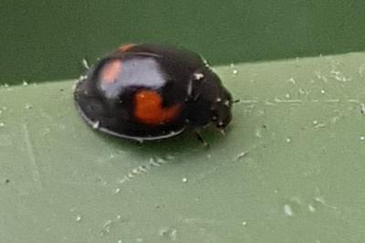 <i>Exochomus quadripustulatus</i>