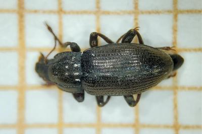 <i>Limnius volckmari</i>