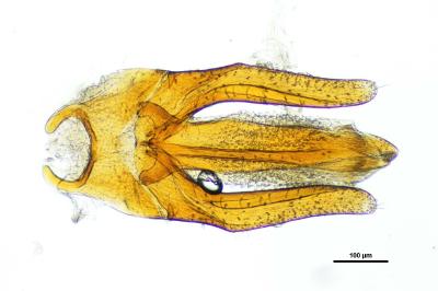 <i>Limnius volckmari</i>