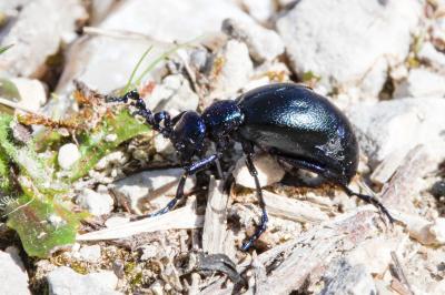 <i>Meloe violaceus</i>