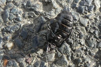 <i>Galeruca tanaceti</i>