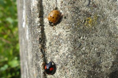 <i>Harmonia axyridis</i>