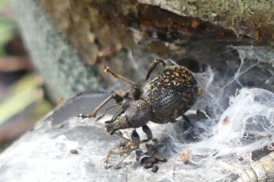 <i>Otiorhynchus</i>