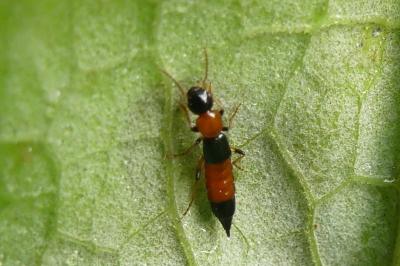 <i>Paederus</i>