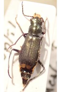<i>Clanoptilus geniculatus</i>