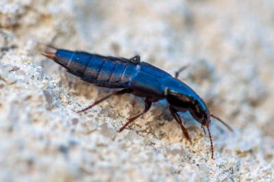 <i>Ocypus olens</i>