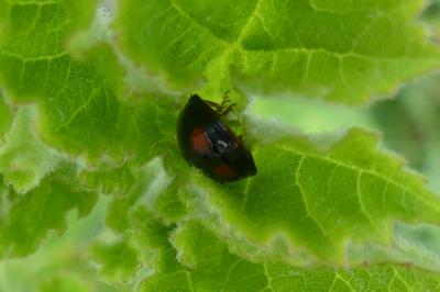 <i>Harmonia axyridis</i>