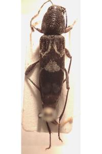 <i>Pseudosphegesthes cinerea</i>