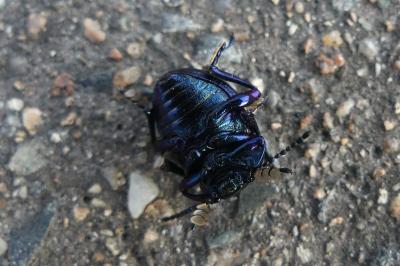 <i>Timarcha goettingensis</i>