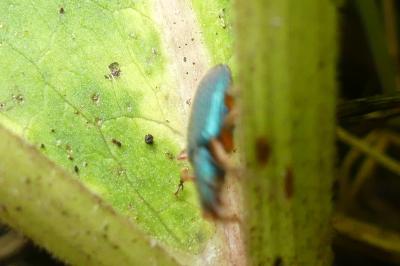 <i>Drypta dentata</i>
