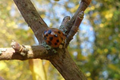 <i>Harmonia axyridis</i>