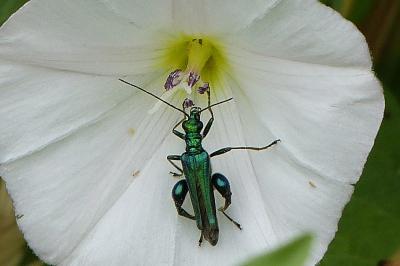 <i>Oedemera nobilis</i>