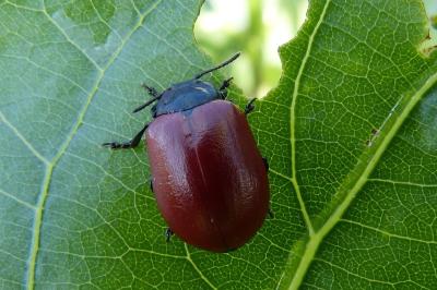 <i>Chrysomela populi</i>