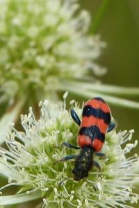 <i>Trichodes apiarius</i>