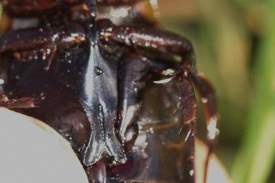 <i>Dytiscus semisulcatus</i>