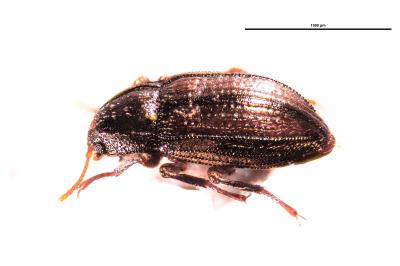 <i>Oulimnius tuberculatus</i>