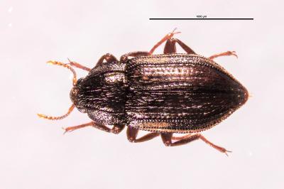 <i>Oulimnius tuberculatus</i>