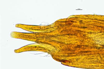 <i>Oulimnius tuberculatus</i>