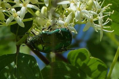 <i>Cetonia aurata</i>