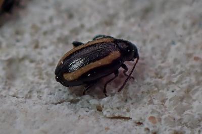 <i>Phyllotreta undulata</i>