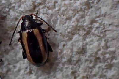 <i>Phyllotreta undulata</i>