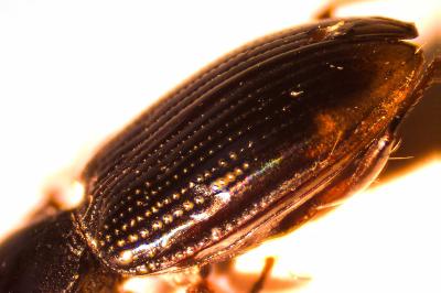 <i>Bembidion lunulatum</i>