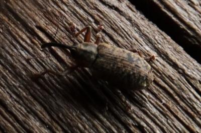 <i>Dorytomus</i>