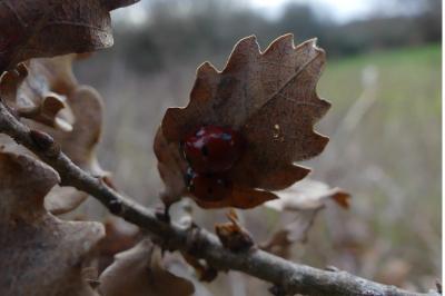 <i>Coccinella septempunctata</i>