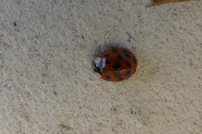 <i>Harmonia axyridis</i>