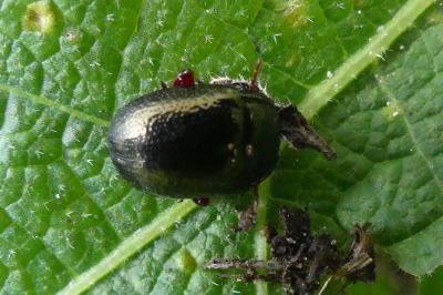 <i>Chrysolina bankii</i>