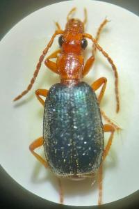 <i>Brachinus psophia</i>