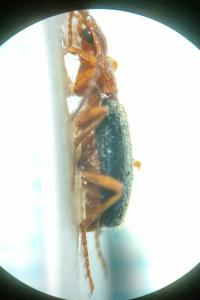 <i>Brachinus psophia</i>