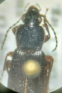 <i>Pterostichus anthracinus</i>