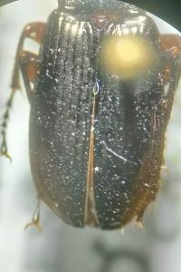<i>Pterostichus anthracinus</i>