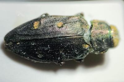 <i>Chrysobothris affinis</i>