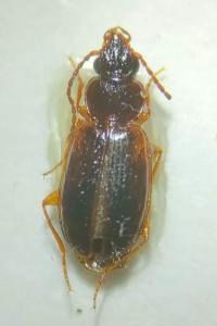 <i>Trechus quadristriatus</i>