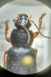 <i>Ophonus ardosiacus</i>