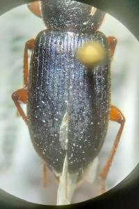 <i>Ophonus ardosiacus</i>