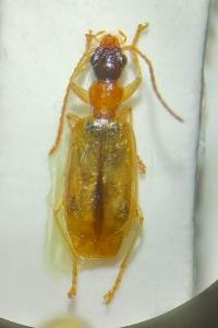 <i>Demetrias atricapillus</i>