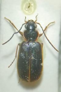 <i>Badister collaris</i>