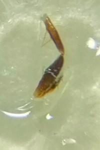 <i>Badister collaris</i>
