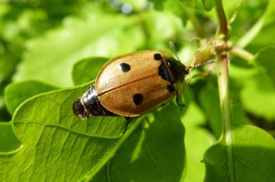 <i>Dendroxena quadrimaculata</i>