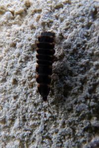 <i>Lampyris</i>