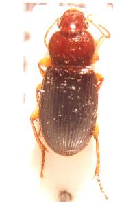 <i>Ophonus melletii</i>
