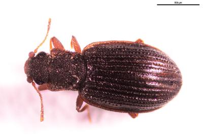 <i>Latridius</i>