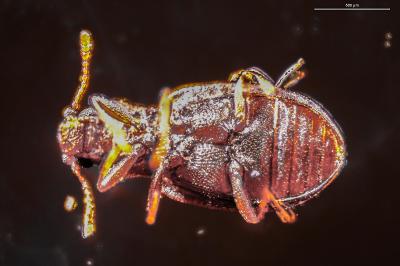 <i>Latridius</i>