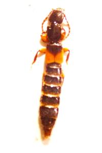 <i>Achenium depressum</i>