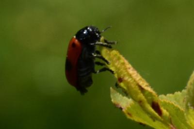 <i>Clytra laeviuscula</i>